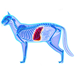 Гепатопротекторы