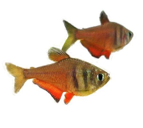 Тетра Фон Рио