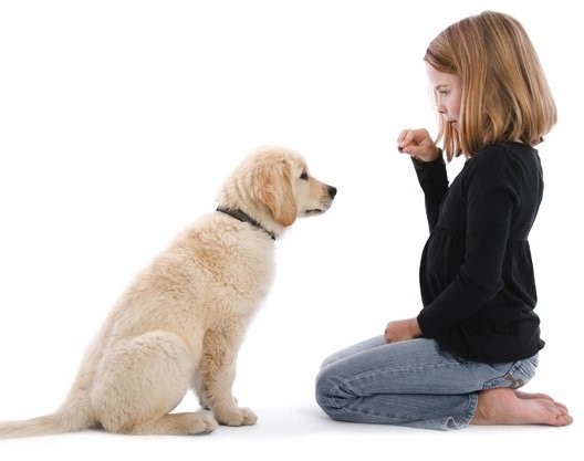 Дрессура, коррекция поведения