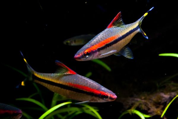Барбус Денисони