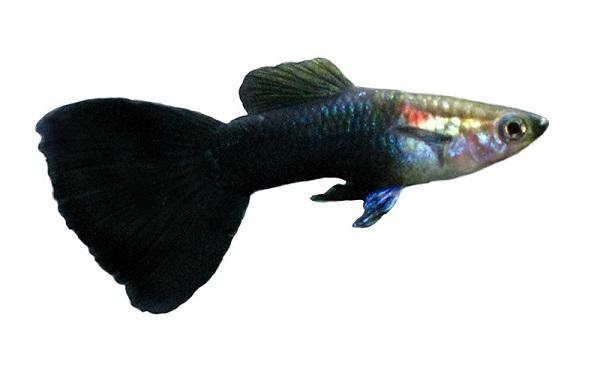 Гуппи черный хвост
