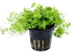 ИП Атрошкин Д.А.