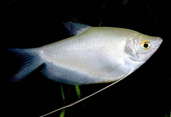 Гурами лунный