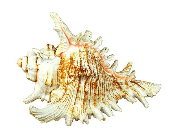 Marlin Aquarium Грот Ракушка