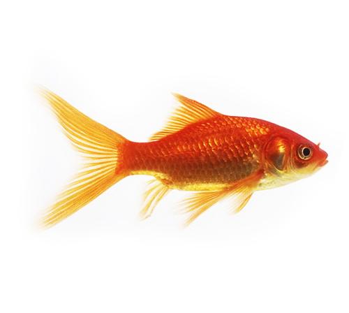 Золотая рыбка комета (красная)