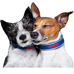 Регуляция полового цикла