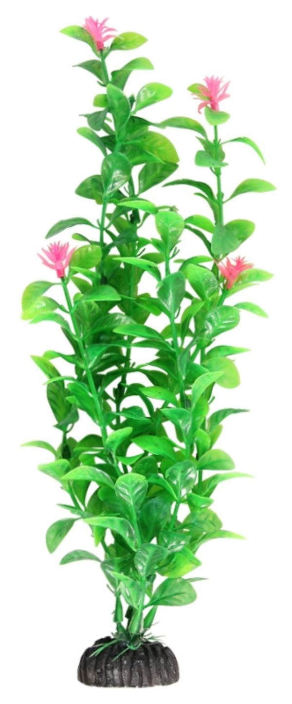 Laguna Растение "Незея цветущая", пакет