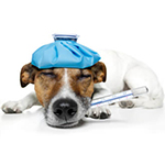 Иммуномодуляторы