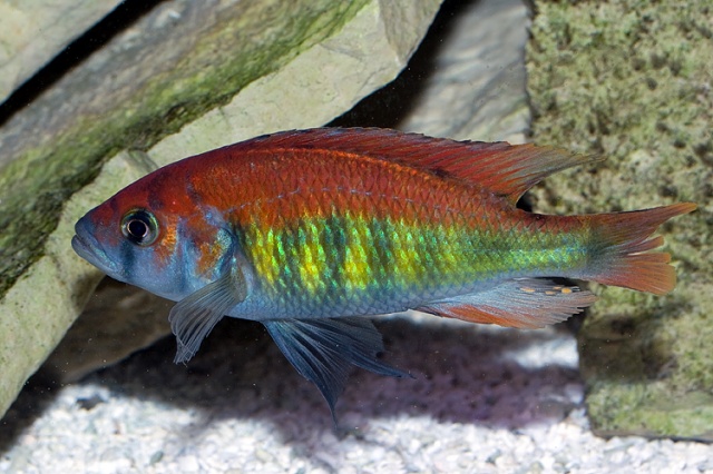 Пундамилия Ниерери