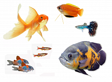 Живые обитатели