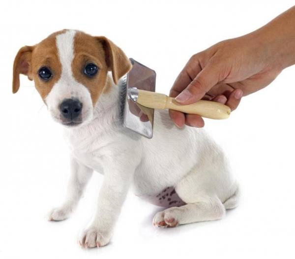 Домашний груминг