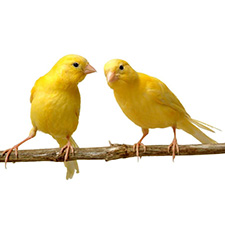 Живые обитатели