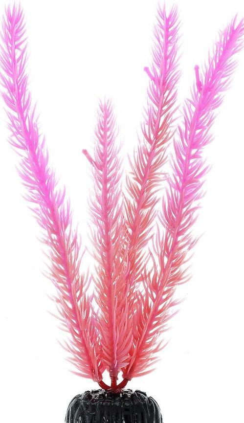 Barbus Светящееся растение 058