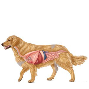 Гастроэнтерология