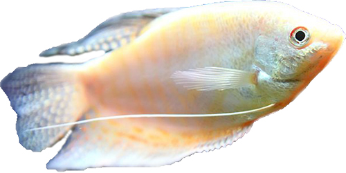 Гурами Перламутровый