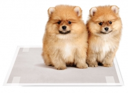 Туалеты, пеленки