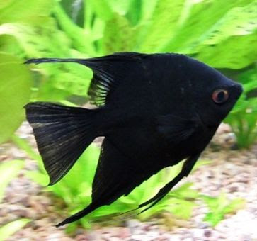 Скалярия черная