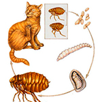 Инсектоакарициды