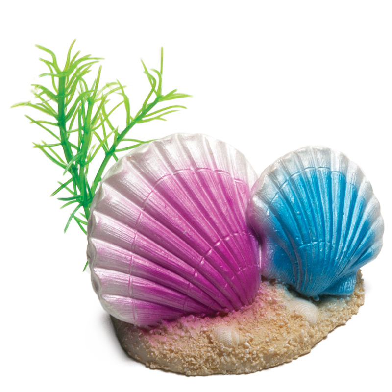 Laguna Грот Ракушки каури