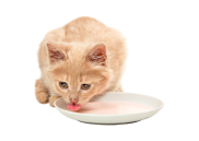 Миски, контейнеры, кормушки