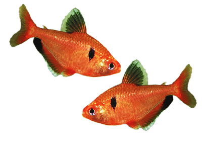 Тетра Минор