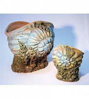 Грот "Раковина"