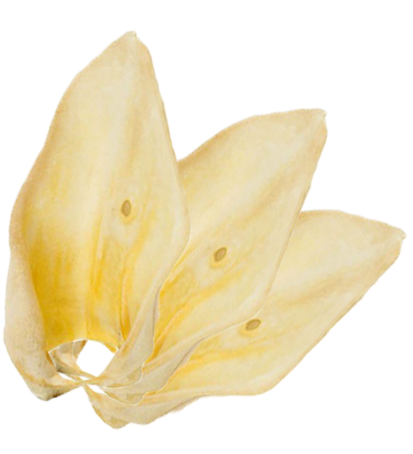 O'dog Говяжьи ушки, 500 г