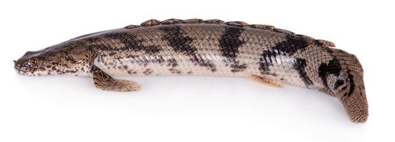 Полиптерус Эндлихера