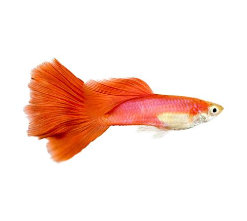 Гуппи красный блондин