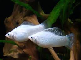 Моллинезия снежинка