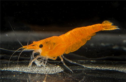 Креветка Оранжевая сакура