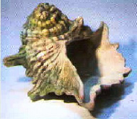 Грот "Раковина" ШН2