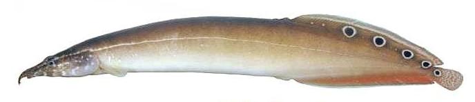 Макрогнатус