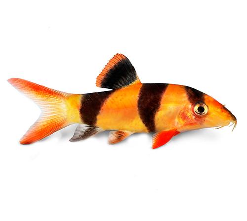 Боция макраканта (Боция-клоун)