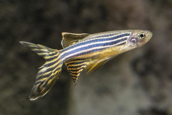 Данио Рерио