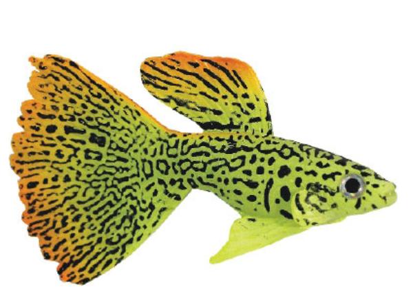 Laguna Рыбка декоративная 5002LD "Гуппи", 9,7х14х2,5 см