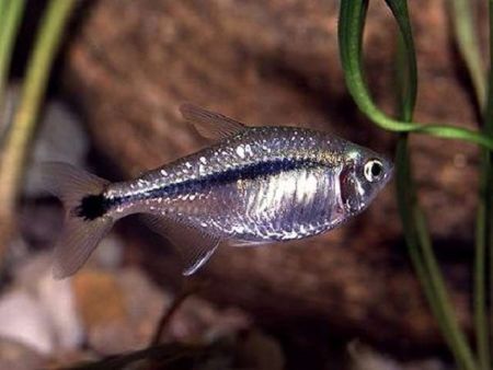 Тетра Шольца