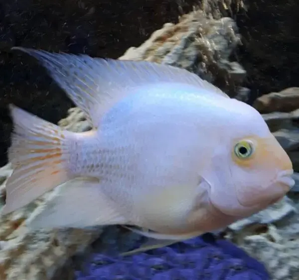 Попугай платиновый