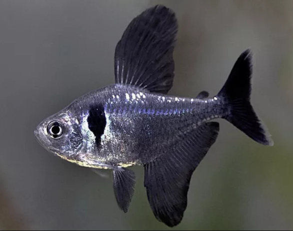 Черный орнатус