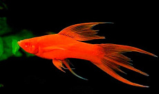 Меченосец Вильчатый