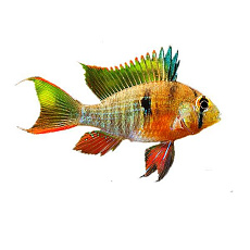 Апистограмма Боливийская бабочка