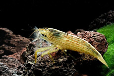 Креветка Фильтратор