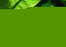 Родостомус