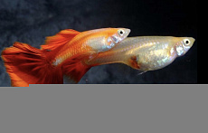 Гуппи Германские (желтые, красные)