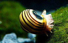 Улитка Эльф (спикси)