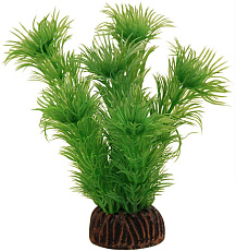 Laguna Растение Амбулия зеленая