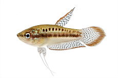 Карликовый гурами