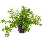 Растение Ротала Ротундифолия (в горшке)