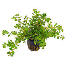 Растение Ротала Ротундифолия (в горшке)