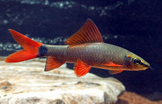 Лабео зеленый